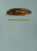 未来战记的更新与未来展望：你不能错过的新内容